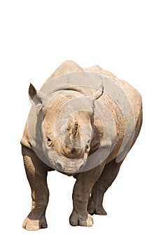 Rhino