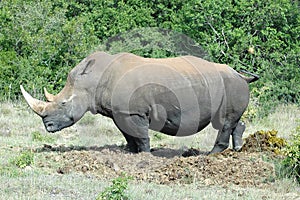 Rhino