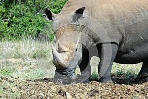 Rhino
