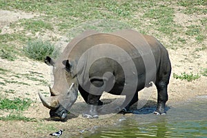 Rhino