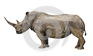 Rhino photo