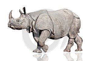 Rhino photo