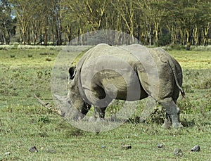 Rhino