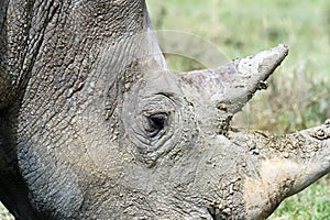 Rhino