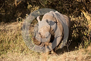 Rhino