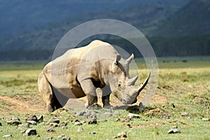 Rhino