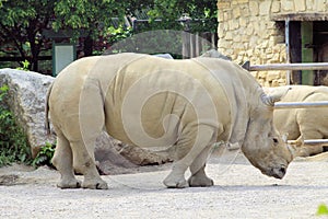 Rhino