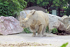 Rhino