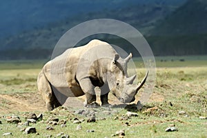 Rhino