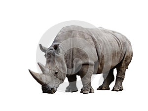 Rhino