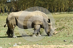 Rhino