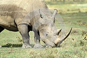 Rhino