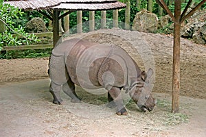 Rhino