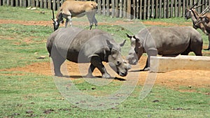 Rhino Africa