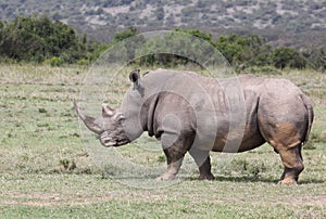 Rhino in Africa