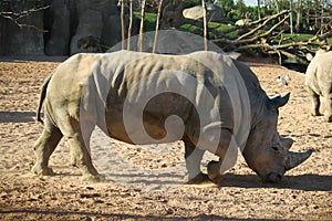 Rhino at African safari