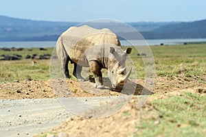 Rhino