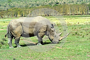 Rhino