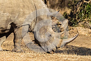 Rhino Animal Head Horn Wildlife