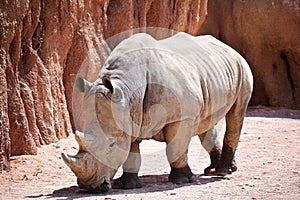 Rhino