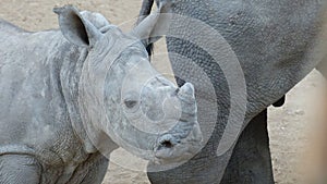 Rhino baby