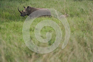 Rhino Baby and Mother- Rhinoceros with Bird Black rhinoceroshook-lipped rhinoceros Diceros bicornis