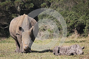 Rhino and Baby Rhino at Kragga Kramma Game Park