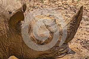 The Rhino is bathed in mud