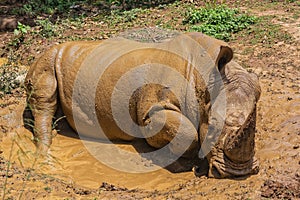 The Rhino is bathed in mud photo