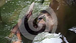 Rhino bathing in Nepal national park