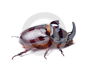 Rhino beetle