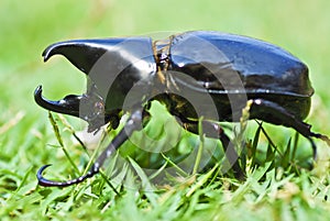 Rhino Beetle