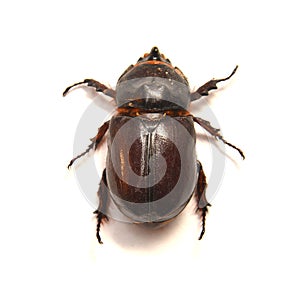 Rhino beetle isolated