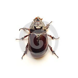 Rhino beetle isolated