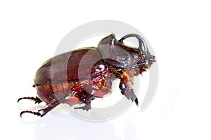 Rhino beetle
