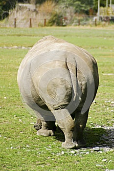 Rhino From Behind