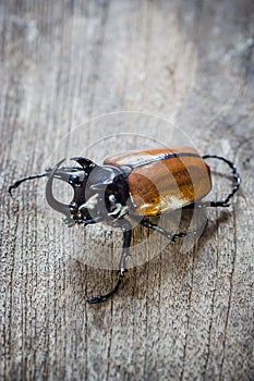 Rhino big horn beetle bug