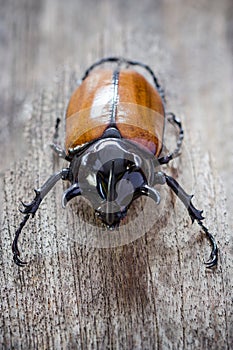 Rhino big horn beetle bug