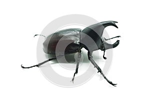 Rhino big horn beetle bug