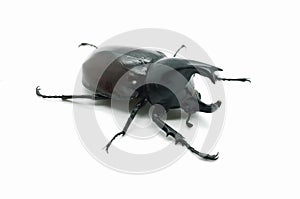 Rhino big horn beetle bug