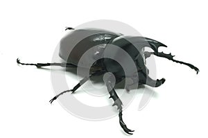 Rhino big horn beetle bug