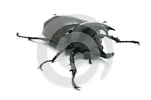 Rhino big horn beetle bug