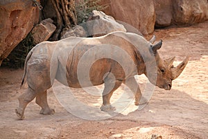 Rhino in Biopark Valencia photo