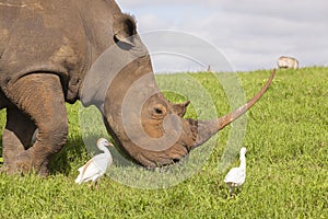 Rhino Birds Wildlife