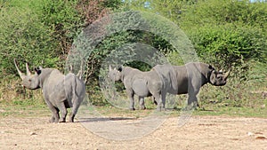 Rhino, Black - African Rare and Endangered Species