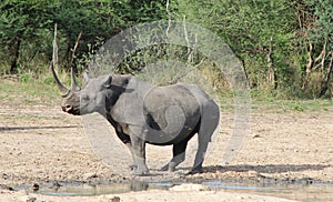 Rhino, Black - African Rare and Endangered Species - Cow Power