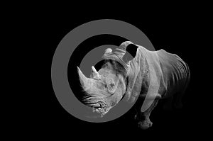 Rhino with Black Background