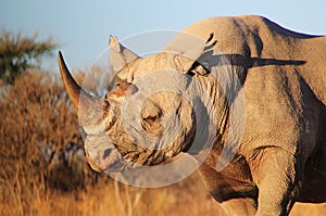 Rhino, Black - Endangered African Mammal