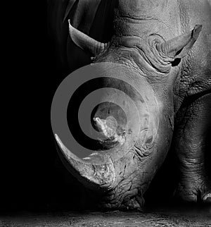 Rhino in Black and White