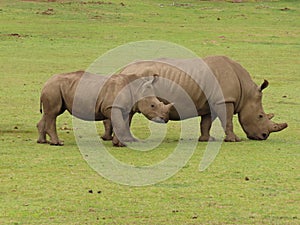 Rhino at Boteilierskop
